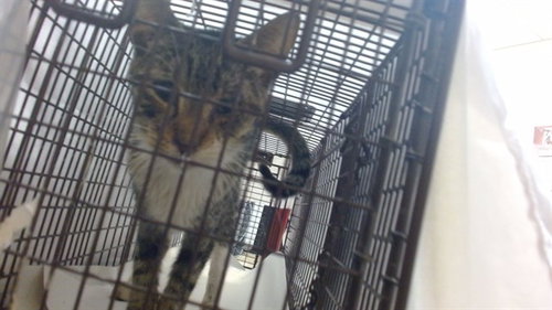picture of the cat needing adoption