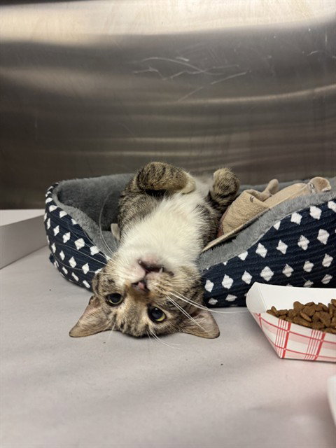 NORMAN, a cat for adoption from Miami Dade Animal Services