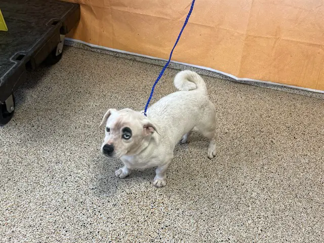 Snuggie - Pug