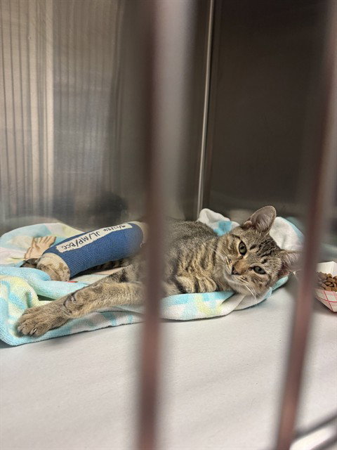 MORTAN, a cat for adoption from Miami Dade Animal Services