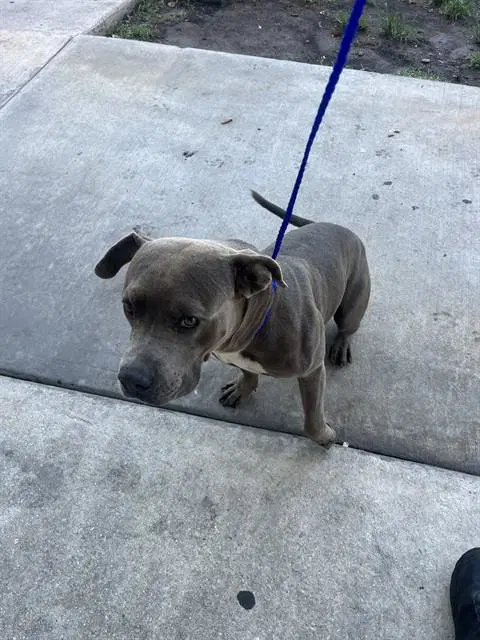 Boricua - American Bulldog