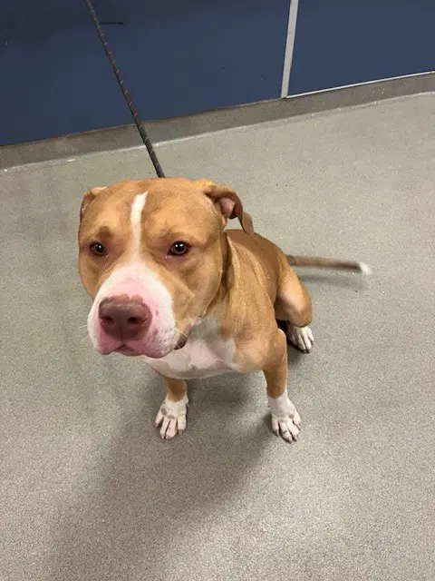 Bane - American Bulldog