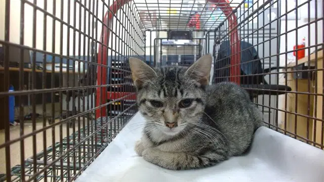 Wichy - Domestic Short Hair