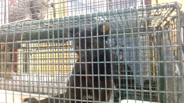 Mika image 1