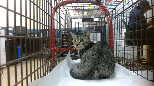 Star - Domestic Short Hair