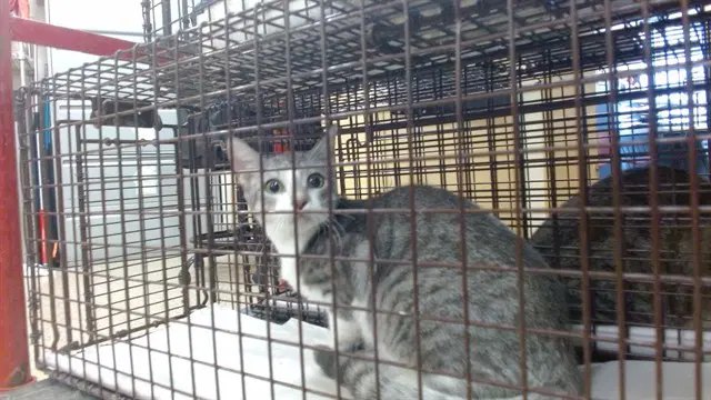 Moon - Domestic Short Hair