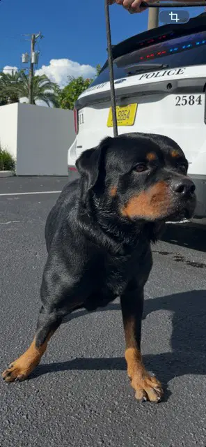 Sully - Rottweiler