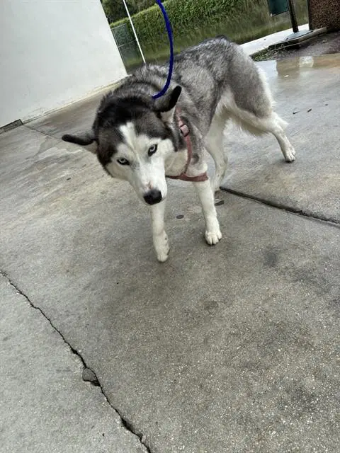 Chloe - Siberian Husky