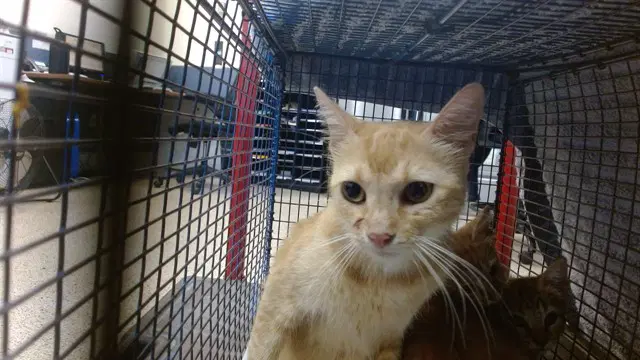Big Mama - Domestic Short Hair