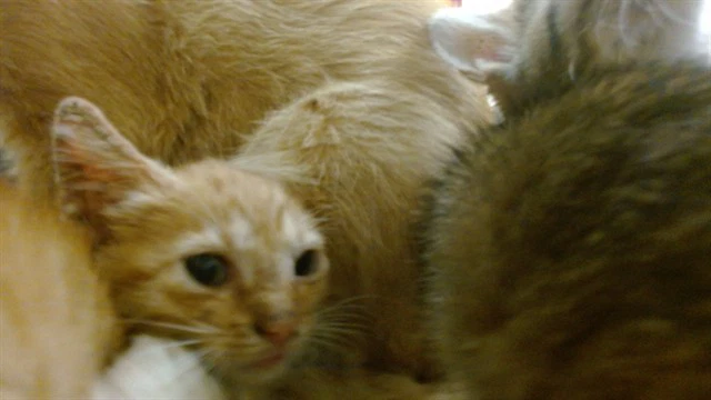 Gilly