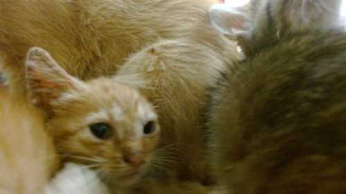 picture of the cat needing adoption