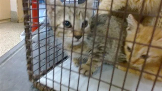 Milly - Domestic Short Hair