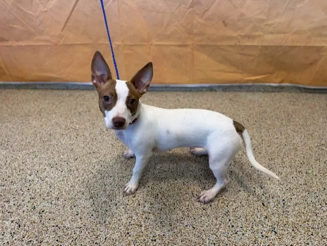 Rock Star - Jack Russell Terrier (Parson Russell Terrier)