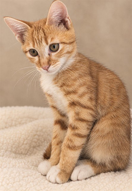 Ying, Domestic Short Hair (medium coat)