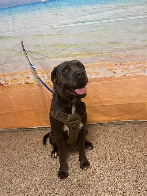 Misty - Mastiff