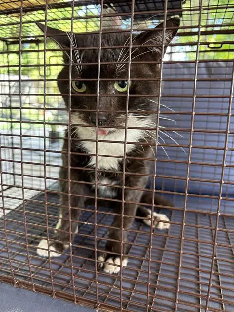 Negro - Domestic Short Hair