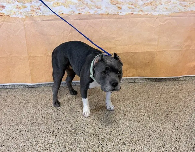 Athena - American Pit Bull Terrier