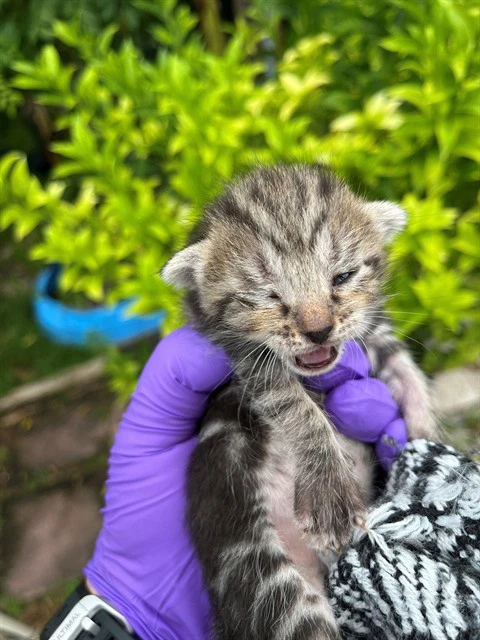 Salmon