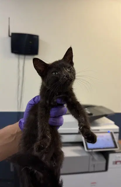 Catalina - Domestic Short Hair