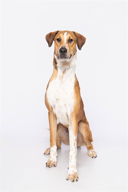 ARLO, a dog for adoption from Miami Dade Animal Services