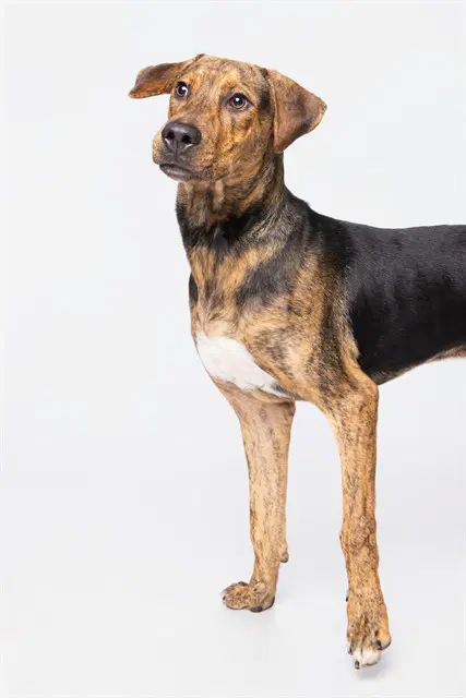 Achilles - Plott Hound
