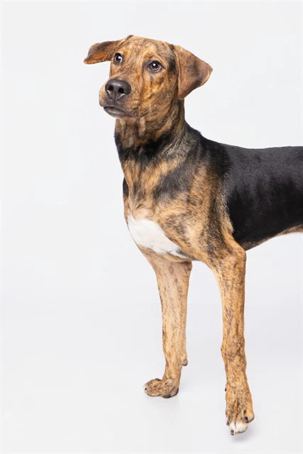 Achilles