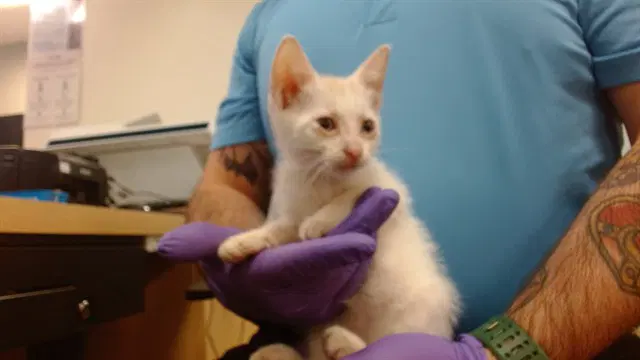Sabrina - Domestic Short Hair