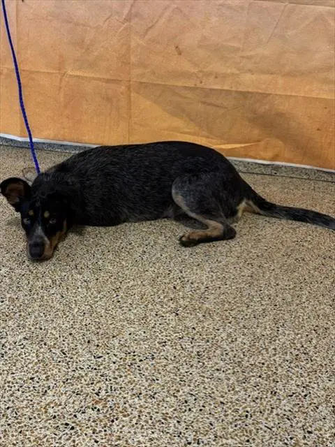 Arabella - Australian Cattle Dog/Blue Heeler