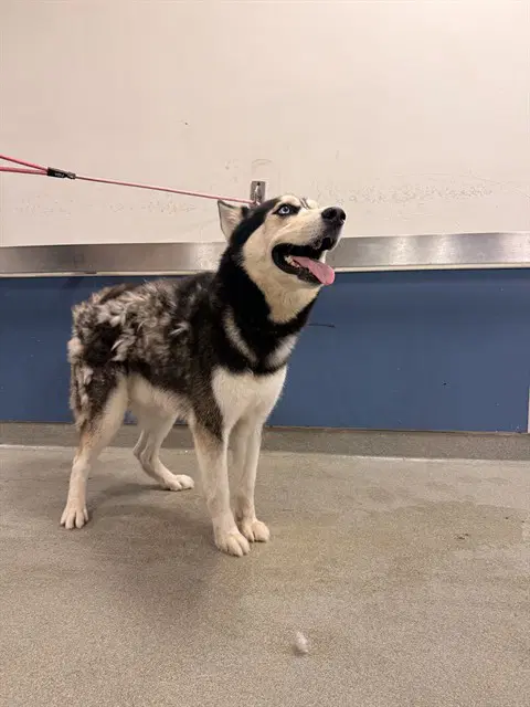 Prince - Siberian Husky
