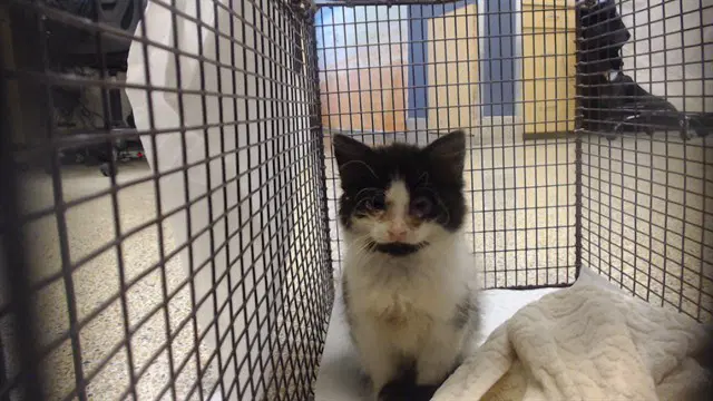 Mango - Domestic Short Hair