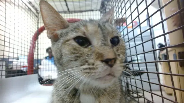 Machu - Domestic Short Hair
