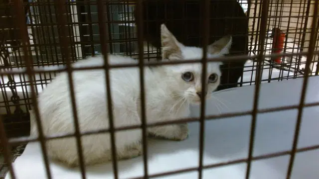 Rosy - Siamese