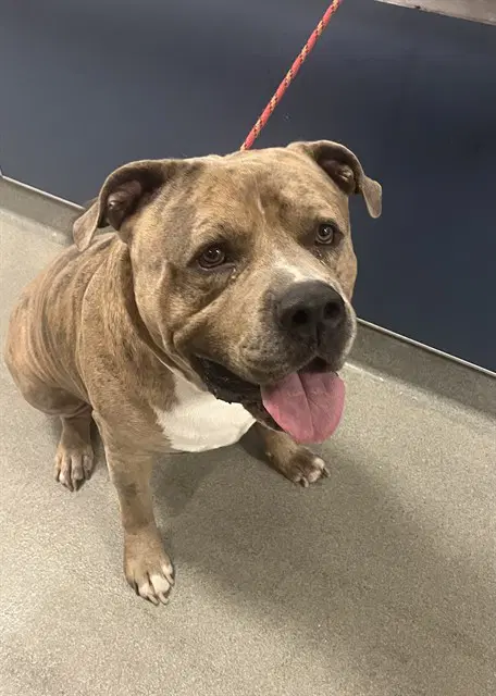 Bruno - American Bulldog