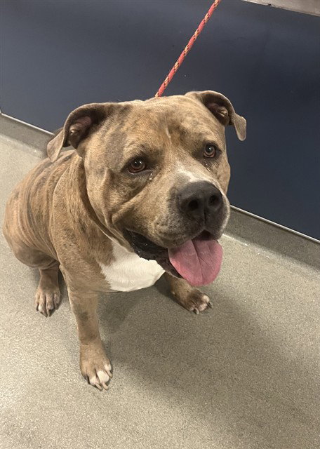 BRUNO, a dog for adoption from Miami Dade Animal Services