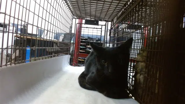 Junior - Domestic Short Hair