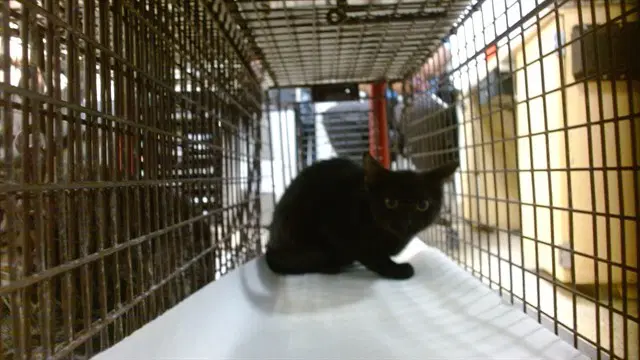 Yang - Domestic Short Hair