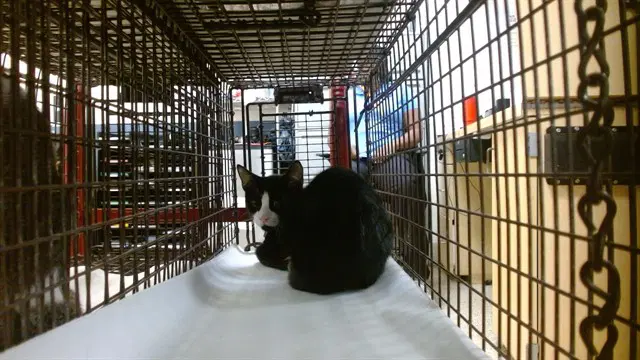 Yong - Domestic Short Hair