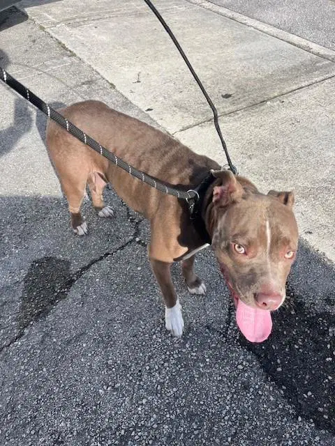 Daisy - American Bulldog