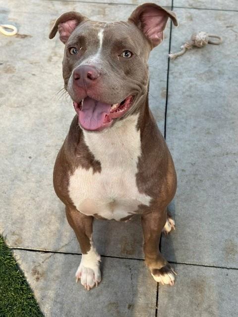 DAISY, a dog for adoption from Miami Dade Animal Services