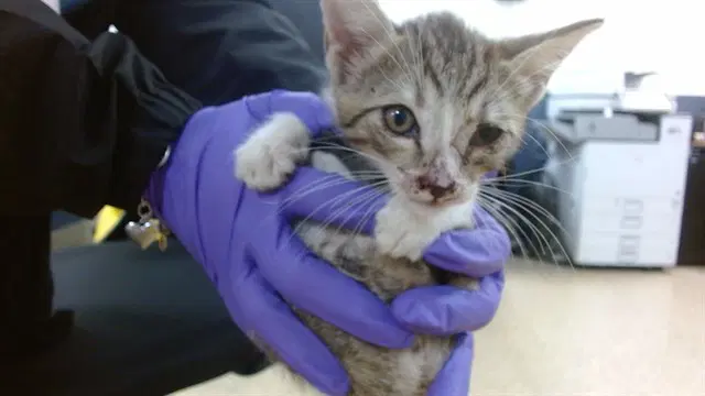 Toby - Domestic Short Hair