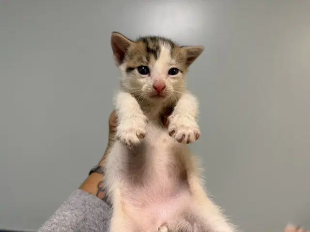 Chino - Domestic Short Hair