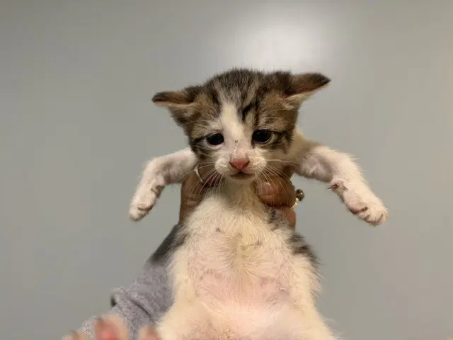 China - Domestic Short Hair