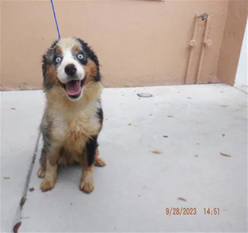 Neon Betances - Australian Shepherd