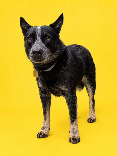 Blue Dingo - Australian Cattle Dog/Blue Heeler