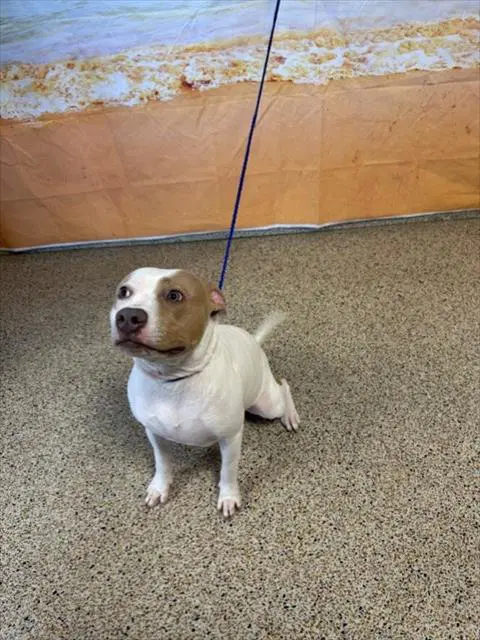 Olive - American Bulldog