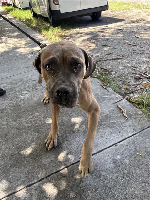 Ghost - Cane Corso Mastiff