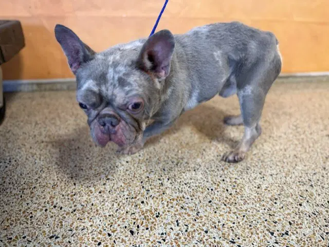 Pablo - French Bulldog