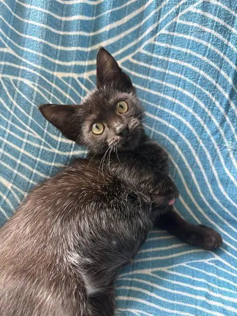 Woody - Domestic Short Hair
