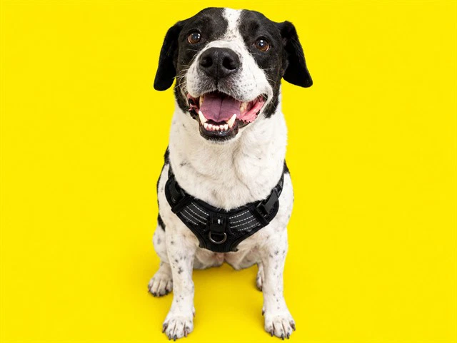 Otis