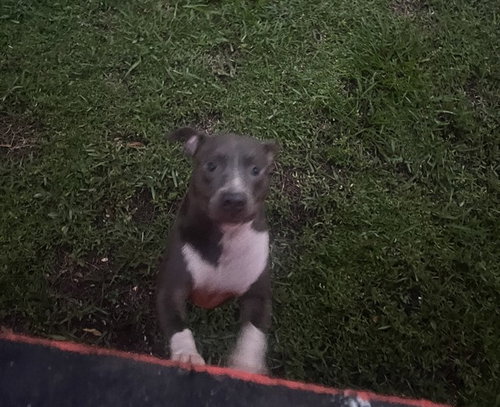 BELLA, a dog for adoption from Miami Dade Animal Services